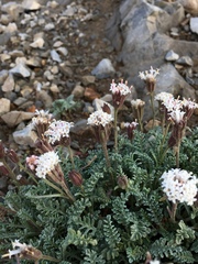 Chaenactis douglasii alpina