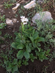 Valeriana acutiloba