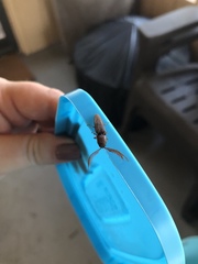 Dicrepidius palmatus