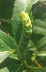 Melanchra persicariae