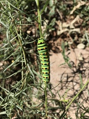 Papilio machaon bairdii