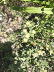 Parthenium incanum