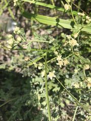 Parthenium incanum