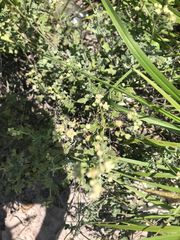 Parthenium incanum