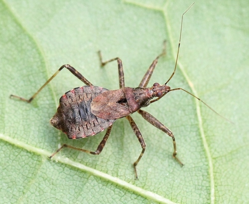 Žiaurioji Skerdblakė nuotrauka