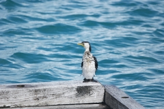 Microcarbo melanoleucos