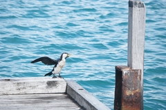 Microcarbo melanoleucos