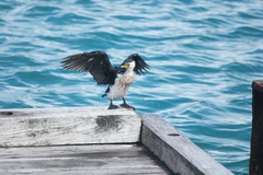 Microcarbo melanoleucos