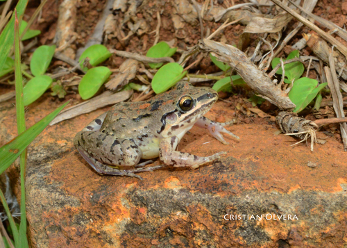 Mexican White-lipped Frog