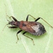 Ant Damselbug - Photo (c) Marie Lou Legrand, some rights reserved (CC BY-NC), uploaded by Marie Lou Legrand