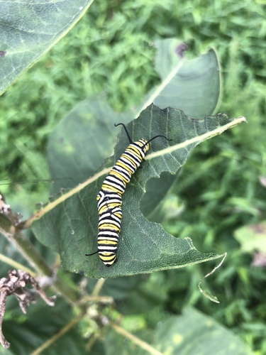 Monarch photographed in Virginia