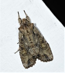 Lithophane disposita