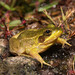Florida Bog Frog - Photo (c) Saunders Drukker, some rights reserved (CC BY-NC), uploaded by Saunders Drukker