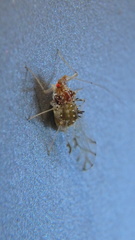 Drepanaphis acerifoliae