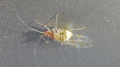 Drepanaphis acerifoliae