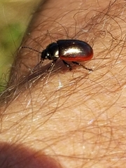 Chrysolina marginata