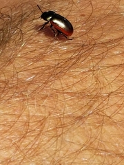 Chrysolina marginata