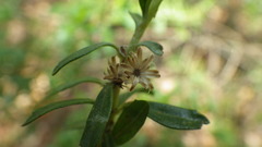 Baccharis heterophylla