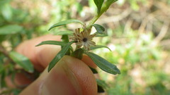 Baccharis heterophylla