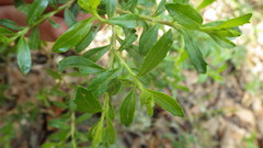 Baccharis heterophylla