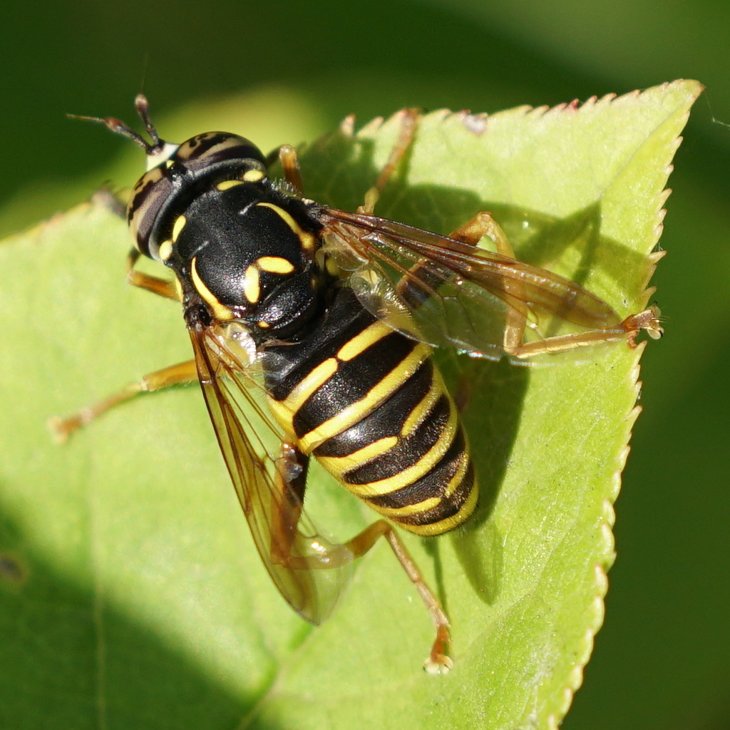 Rocky Mountain Hornet Fly