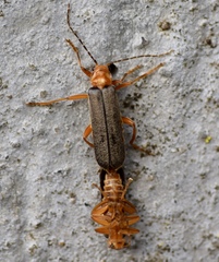 Cantharinae
