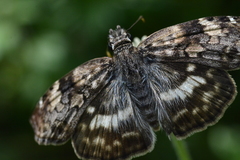 Chiomara asychis