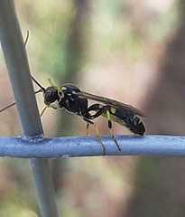 Exenterus amictorius