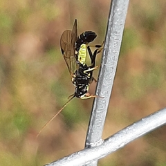 Exenterus amictorius