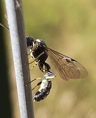 Exenterus amictorius