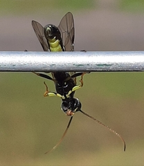 Exenterus amictorius