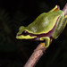 Holarctic Treefrogs - Photo (c) Saunders Drukker, some rights reserved (CC BY-NC), uploaded by Saunders Drukker