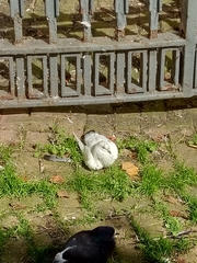 Columba livia domestica