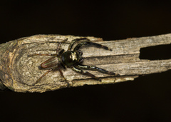 Colopsus