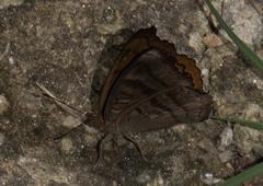 Pseudergolis wedah