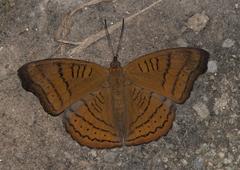 Pseudergolis wedah