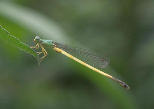 Black-tailed Marsh Dart