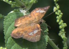 Pseudocoladenia dan fatih