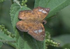 Pseudocoladenia dan fatih
