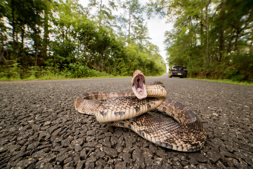 Pine Snake