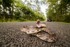 Pituophis melanoleucus mugitus