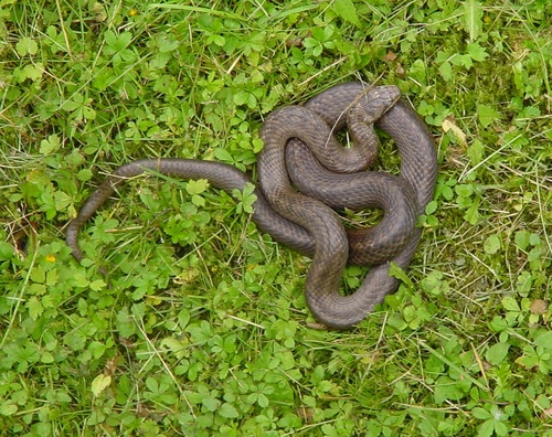 Photo of a Smooth Snake (Coronella austriaca)