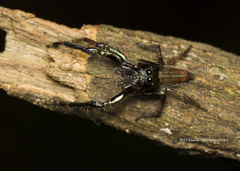 Colopsus