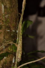 Anolis transversalis
