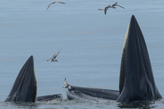 Bryde's Whale photo 5