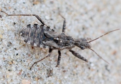 Coranus subapterus