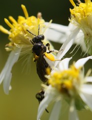 Protandrena andrenoides