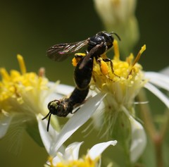 Protandrena andrenoides
