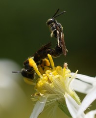 Protandrena andrenoides