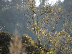 Cacatua galerita galerita